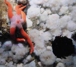 Blood stars are often in unique positions. This one looke... by Lyndell Weldon 